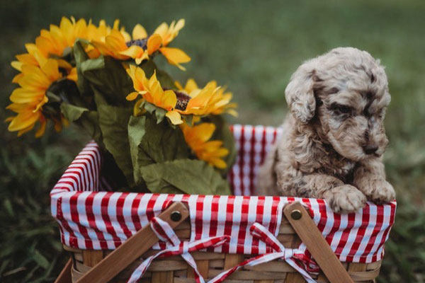 Poodle  Puppy Schedule