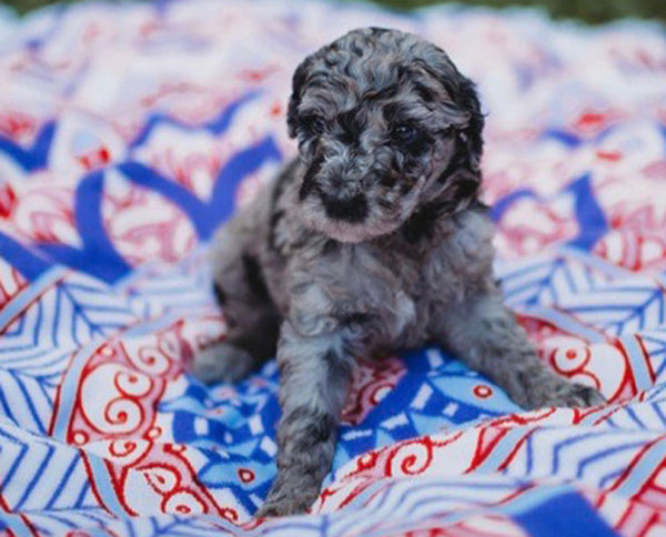 Poodle Puppy