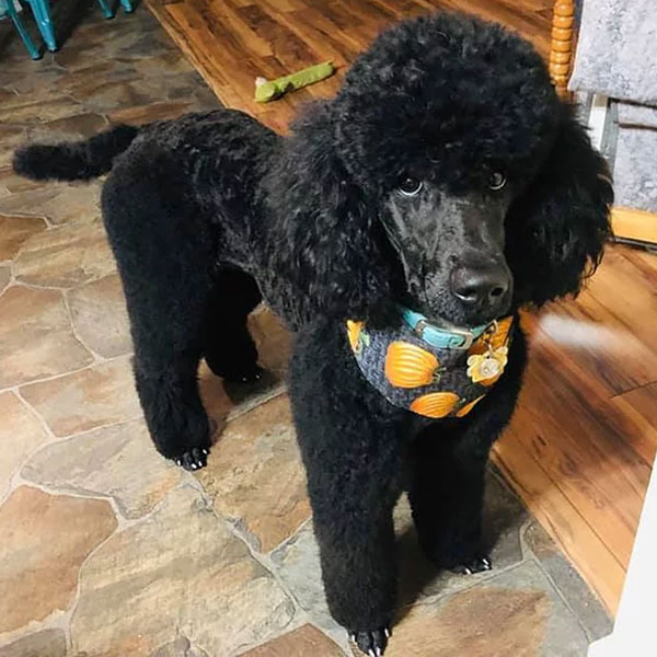 Raven - Poodle Mom